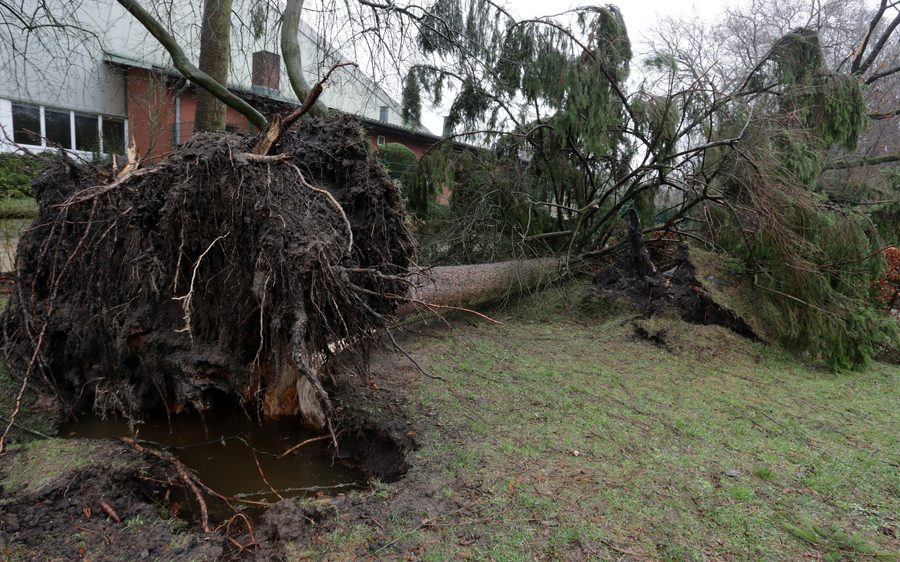 Storm-damaged tree uprooted near a home