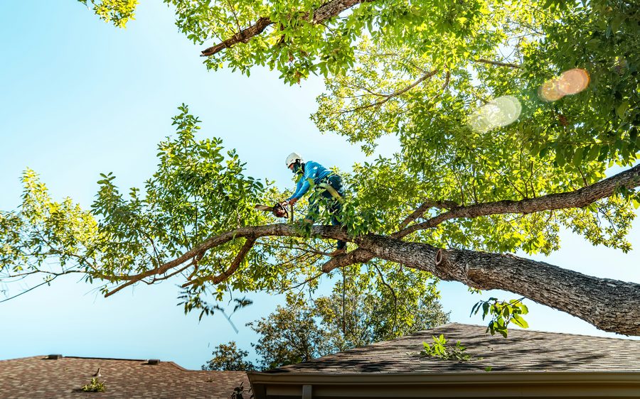 Arborist removing a tree limb